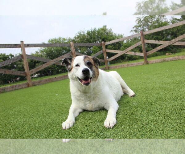 Medium Photo #3 Akita-Unknown Mix Puppy For Sale in Chestertown, MD, USA