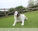 Small #2 Akita Mix