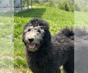 Labradoodle Puppy for sale in DUNDEE, OH, USA