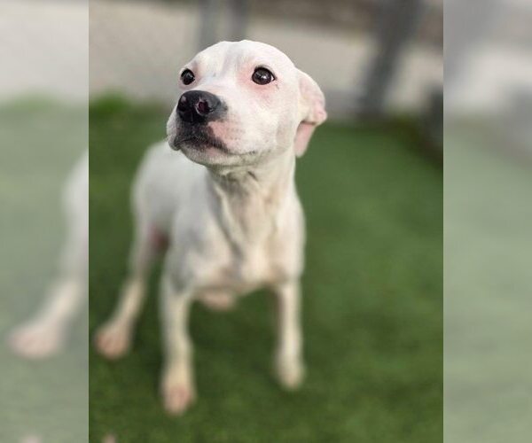 Medium Photo #2 Mutt Puppy For Sale in New York, NY, USA