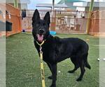 Small #1 German Shepherd Dog Mix