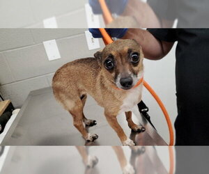Chihuahua Dogs for adoption in Aurora, IL, USA