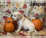 Puppy Jasper Golden Retriever