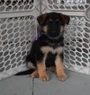 Small Photo #35 German Shepherd Dog Puppy For Sale in FOREST GROVE, OR, USA