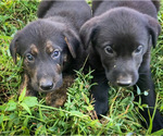 Small Photo #1 Shepradors Puppy For Sale in HARRISON, AR, USA