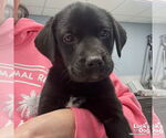 Small #1 Labrador Retriever Mix
