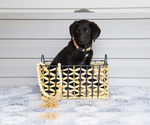 Puppy Ty Bernedoodle-Labrador Retriever Mix