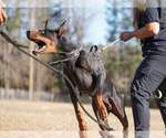 Small #14 Doberman Pinscher