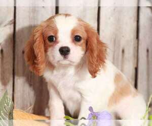 Cavachon Puppy for sale in MOUNT VERNON, OH, USA