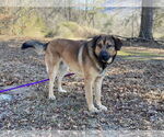 Small #1 Anatolian Shepherd-Great Pyrenees Mix