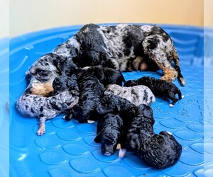 Mother of the Miniature Bernedoodle puppies born on 07/17/2025