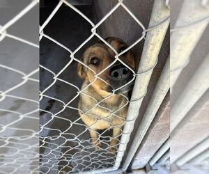 Mutt Dogs for adoption in Las Vegas, NM, USA
