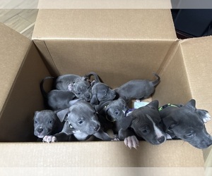 American Pit Bull Terrier Litter for sale in INDIANAPOLIS, IN, USA