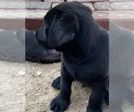 Small Photo #7 Labrador Retriever Puppy For Sale in SEFFNER, FL, USA