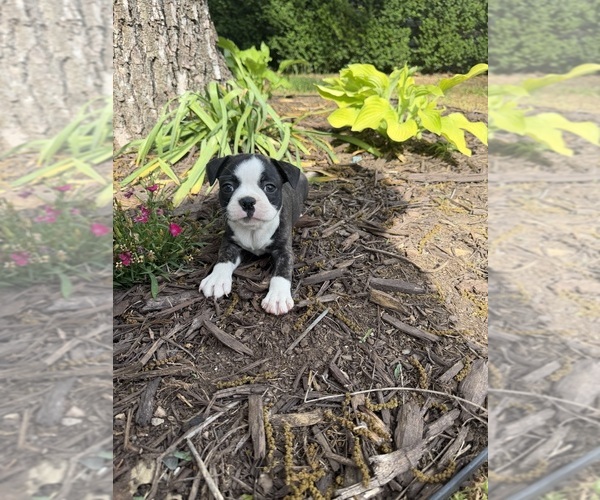 Medium Photo #11 Boston Terrier Puppy For Sale in FREDONIA, KS, USA