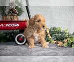 Small Photo #9 Goldendoodle (Miniature) Puppy For Sale in WOLCOTTVILLE, IN, USA