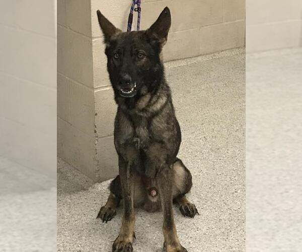 Medium Photo #1 German Shepherd Dog-Unknown Mix Puppy For Sale in Conroe, TX, USA