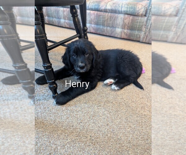 Medium Photo #3 Golden Mountain Dog Puppy For Sale in PLYMOUTH, ME, USA