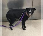 Small American Pit Bull Terrier Mix