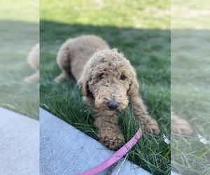 Poodle (Standard) Puppy for sale in CONNERSVILLE, IN, USA