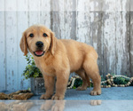 Small #2 Golden Retriever