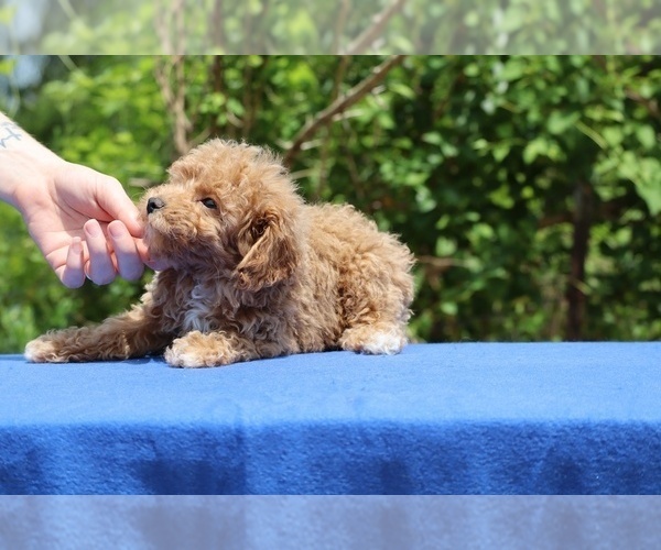 Medium Photo #27 Poodle (Toy) Puppy For Sale in DYERSBURG, TN, USA