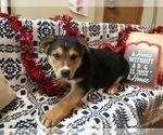 Small Photo #1 Euro Mountain Sheparnese Puppy For Sale in INDIANAPOLIS, IN, USA