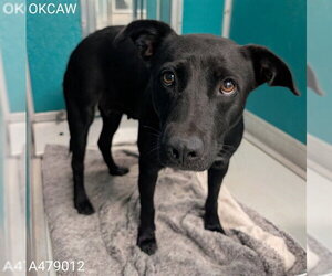 Mutt Dogs for adoption in Oklahoma City, OK, USA