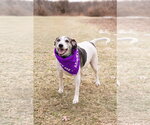 Skeeter - Male Beagle Dog for Adoption - Small photo