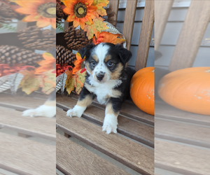 Miniature Australian Shepherd-Poodle (Toy) Mix Puppy for sale in LEBANON, MO, USA