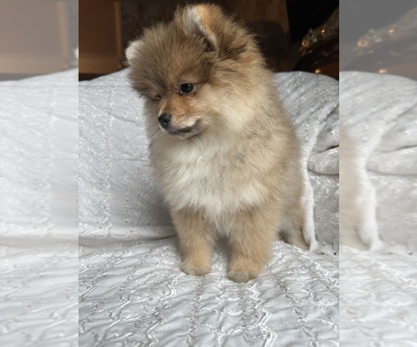 Medium Photo #4 Pomeranian Puppy For Sale in ARNOLD, MD, USA