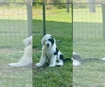 Puppy Snoopy Sheepadoodle