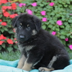 Small Photo #3 German Shepherd Dog Puppy For Sale in GAP, PA, USA