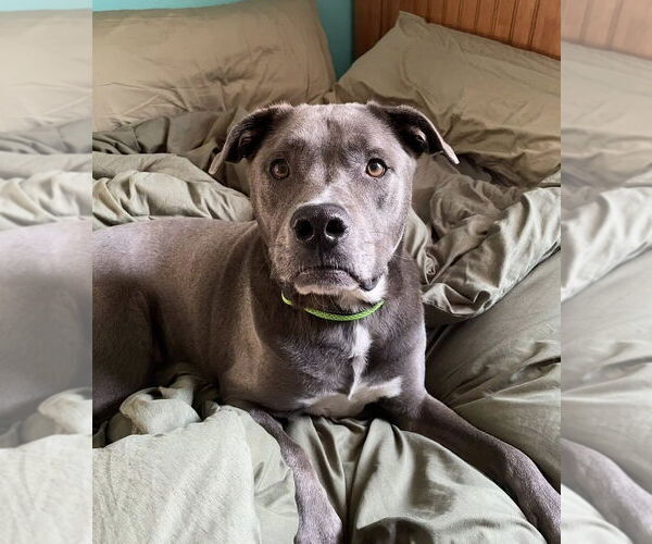 Medium Photo #4 Labrador Retriever-Unknown Mix Puppy For Sale in Royal Palm Beach, FL, USA