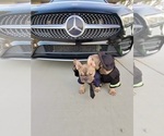 Small #29 French Bulldog