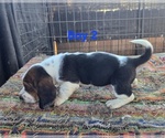 Small Basset Hound