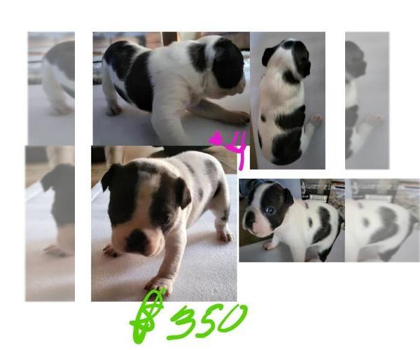 Medium Photo #1 Boston Terrier Puppy For Sale in SAN ELIZARIO, TX, USA