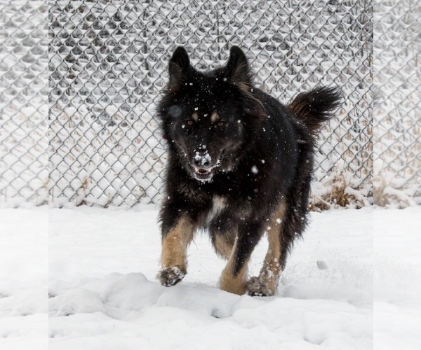 Medium Photo #5 Australian Shepherd-German Shepherd Dog Mix Puppy For Sale in Webster, WI, USA