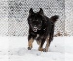 Small #4 Australian Shepherd-German Shepherd Dog Mix