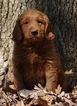 Small #2 Golden Retriever-Poodle (Toy) Mix