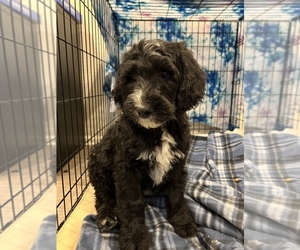 Sheepadoodle Puppy for sale in GOODYEAR, AZ, USA