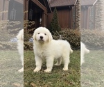Small Photo #4 Great Pyrenees Puppy For Sale in DEERFIELD, OH, USA