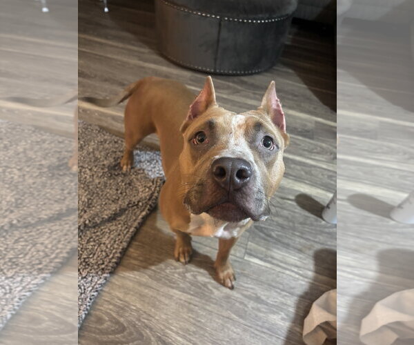 Medium Photo #2 Mutt Puppy For Sale in Lockport, NY, USA