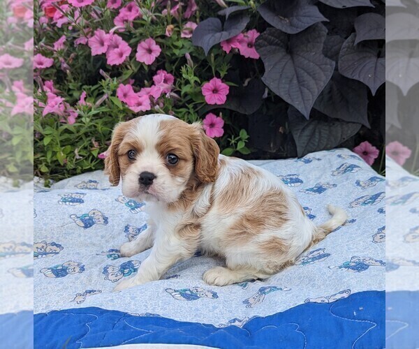 Medium Photo #4 Cavalier King Charles Spaniel Puppy For Sale in DUNNVILLE, KY, USA