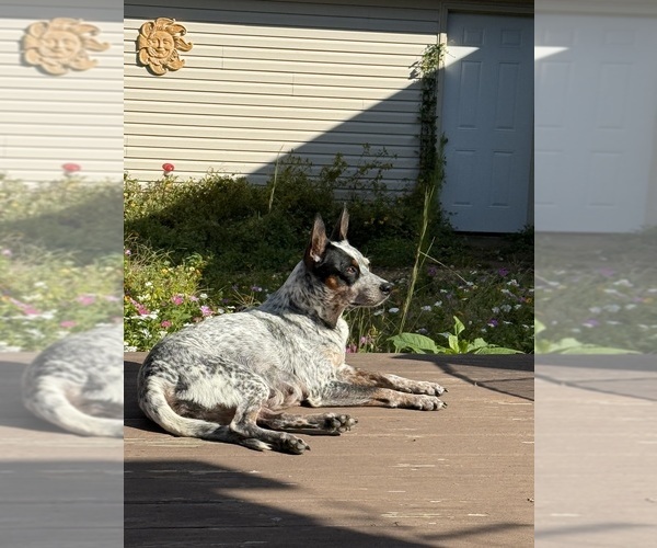 Medium Photo #1 Australian Cattle Dog Puppy For Sale in GRANT, AL, USA