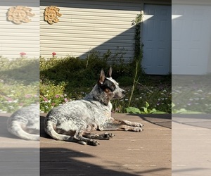 Mother of the Australian Cattle Dog puppies born on 09/30/2025