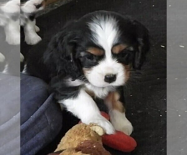 Medium Photo #2 Cavalier King Charles Spaniel Puppy For Sale in CARLISLE, KY, USA