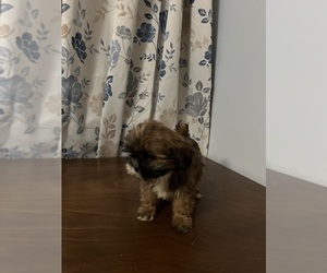 Lhasa Apso Puppy for sale in DURHAM, CT, USA