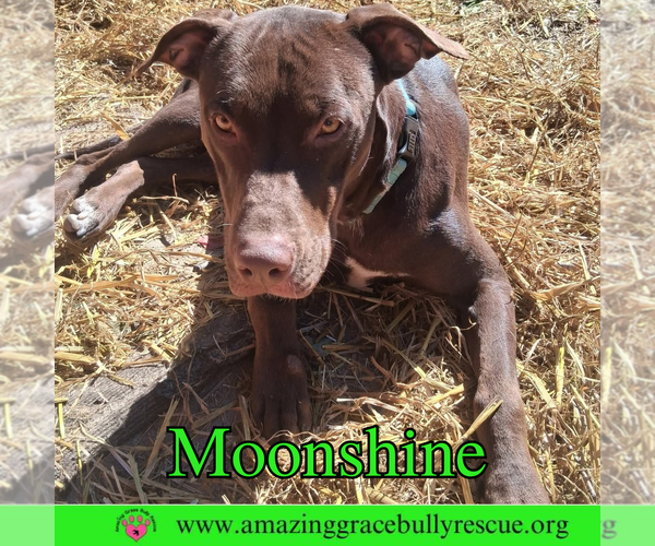 Medium Photo #2 Doberman Pinscher-Unknown Mix Puppy For Sale in Pensacola, FL, USA