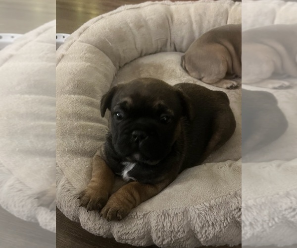 Medium Photo #6 French Bulldog Puppy For Sale in WEAVERVILLE, NC, USA